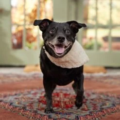 Frisco Solid Faux Fur Dog & Cat Bandana -Pet Cat Supplies Store 733878 PT6. AC SS1800 V1692378974