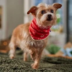 Frisco Reversible Candy Cane Cozy Knit Faux Fur Dog & Cat Pullover Bandana, 1 Count -Pet Cat Supplies Store 745294 PT6. AC SS1800 V1694794121