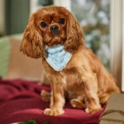 Frisco Reversible Snowflake Cozy Knit Faux Fur Dog & Cat Pullover Bandana, 1 Count -Pet Cat Supplies Store 746630 PT6. AC SS1800 V1694799358