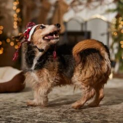 Frisco Nordic Pawprint Dog & Cat Hat -Pet Cat Supplies Store 746782 PT5. AC SS1800 V1694799891