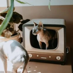 District 70 TELLY Retro Design Cat Scratcher, Brown -Pet Cat Supplies Store 762134 PT4. AC SS1800 V1675867269