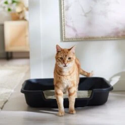 Arm & Hammer Litter Clump & Seal Multi-Cat Scented Clumping Clay Cat Litter -Pet Cat Supplies Store 78026 PT3. AC SS1800 V1680789649