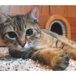 Cathole Cat Door With Brush 11 Cathole Cat Door With Brush -Pet Cat Supplies Store 81990 PT3. AC SS1800 V1494265625