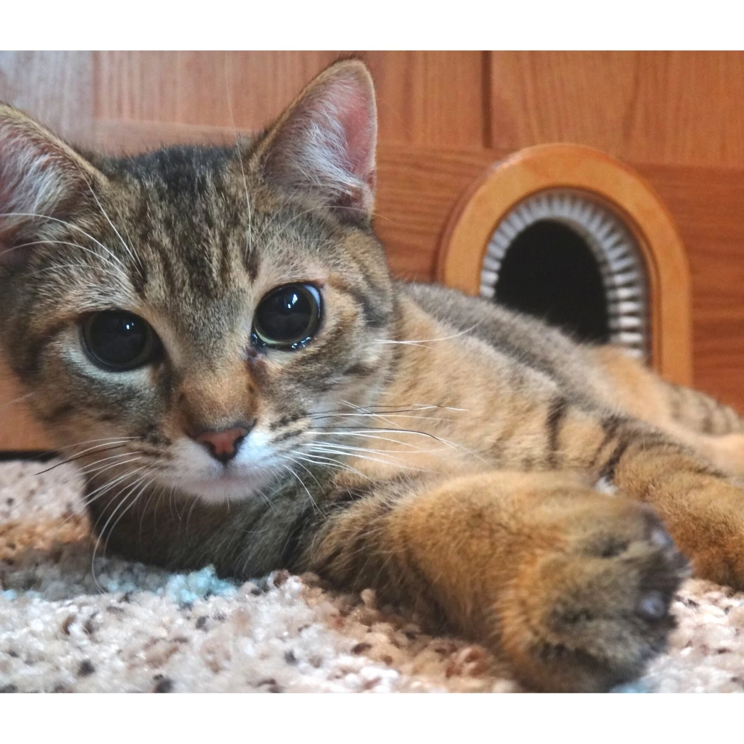 Cathole Cat Door With Brush 4 Cathole Cat Door With Brush - Image 4