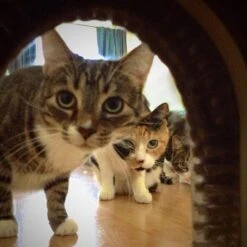 Cathole Cat Door With Brush 12 Cathole Cat Door With Brush -Pet Cat Supplies Store 81990 PT4. AC SS1800 V1494265647