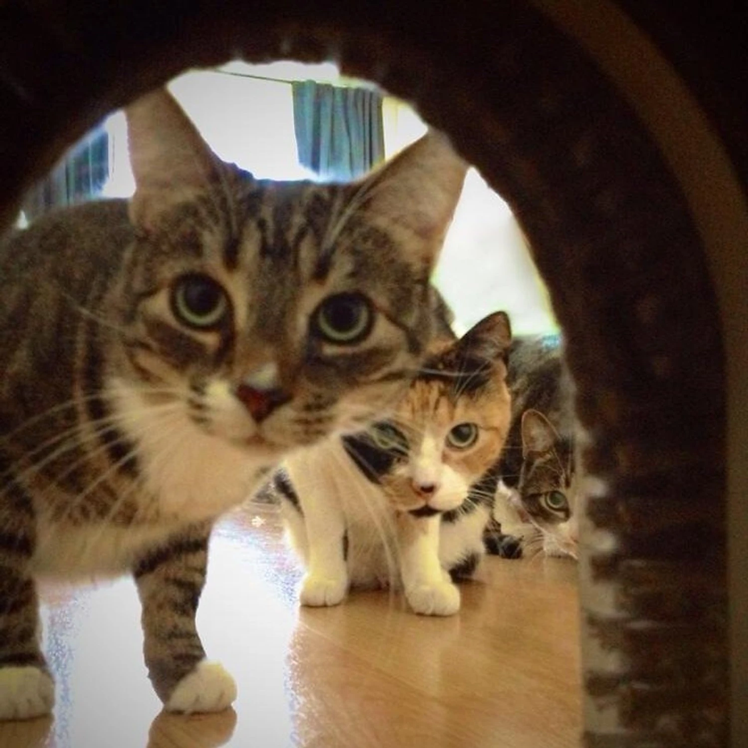 Cathole Cat Door With Brush 5 Cathole Cat Door With Brush - Image 5