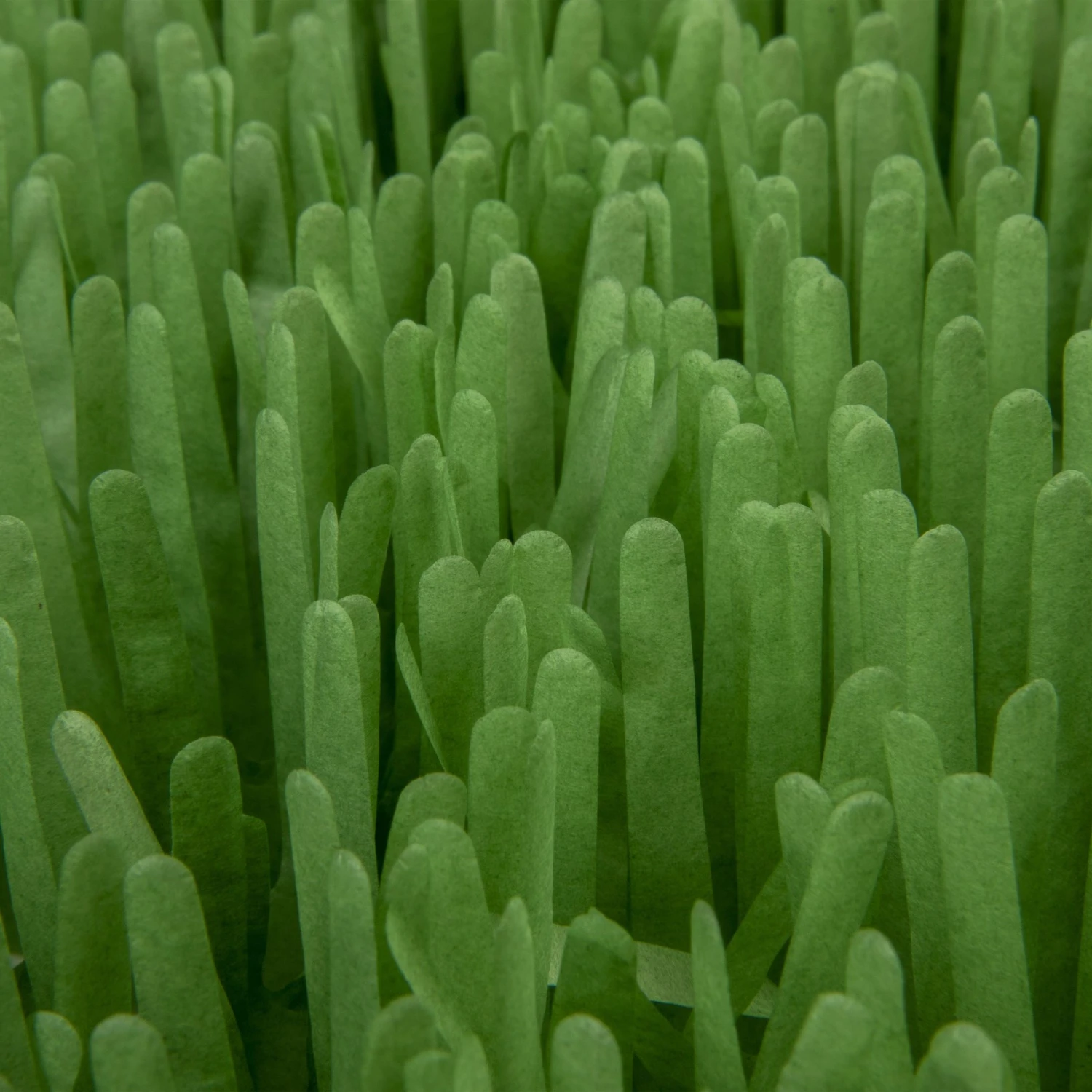 SmartyKat Instincts Meadow Mayhem Paper Grass Hide & Seek Cat Toy, 2-pack 7 SmartyKat Instincts Meadow Mayhem Paper Grass Hide & Seek Cat Toy, 2-pack - Image 7