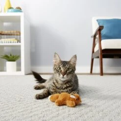 Frisco Squirrel Plush Cat Toy With Refillable Catnip & Frisco Bird With Feathers Teaser Wand Cat Toy With Catnip -Pet Cat Supplies Store 962030 PT4. AC SS1800 V1694783955