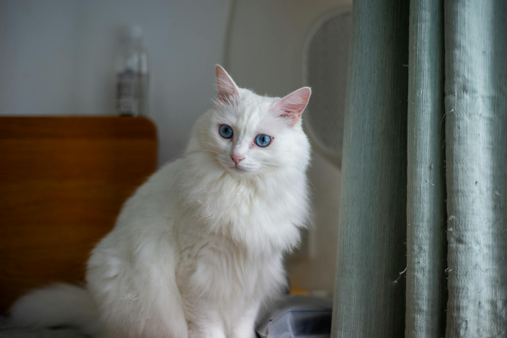 Pet Cat Supplies Store 26 Pet Cat Supplies Store -Pet Cat Supplies Store pexels 724211268 34418099