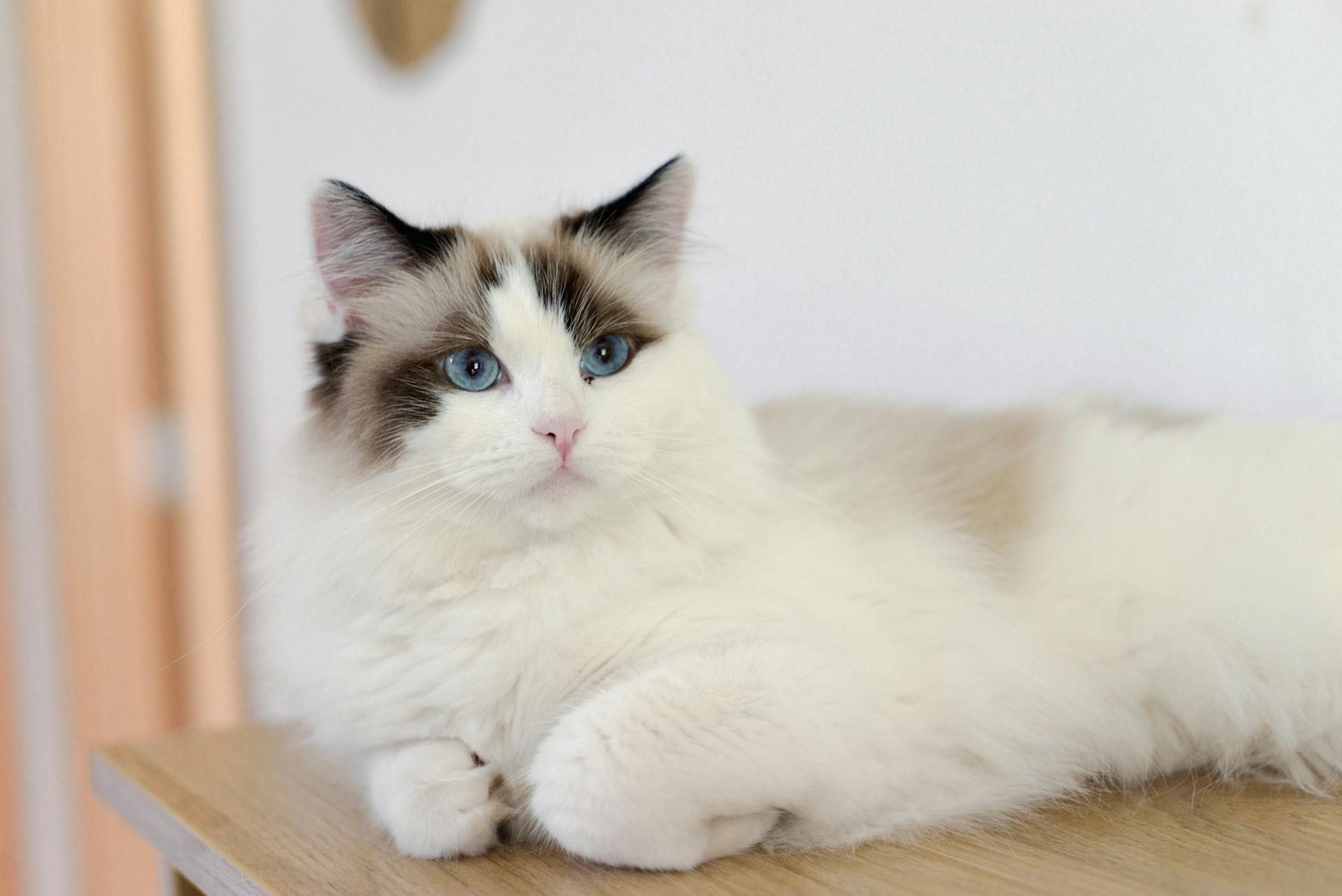 Pet Cat Supplies Store 9 Pet Cat Supplies Store -Pet Cat Supplies Store pexels 724211268 34525960