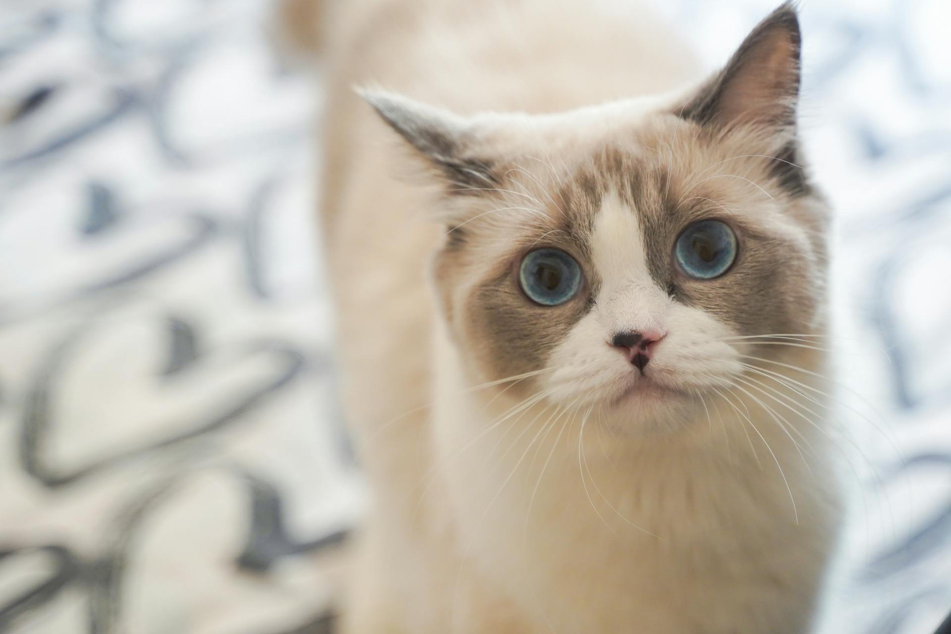 Pet Cat Supplies Store 27 Pet Cat Supplies Store -Pet Cat Supplies Store pexels catscoming 29616963